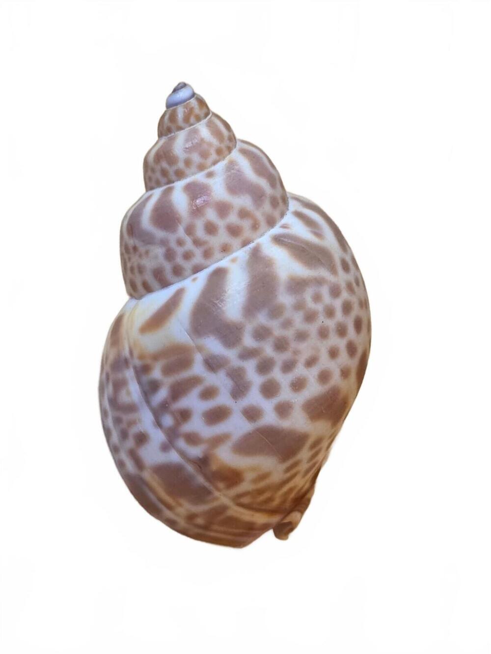Vintage Natural Spotted Bonnet Snail Shell 2"